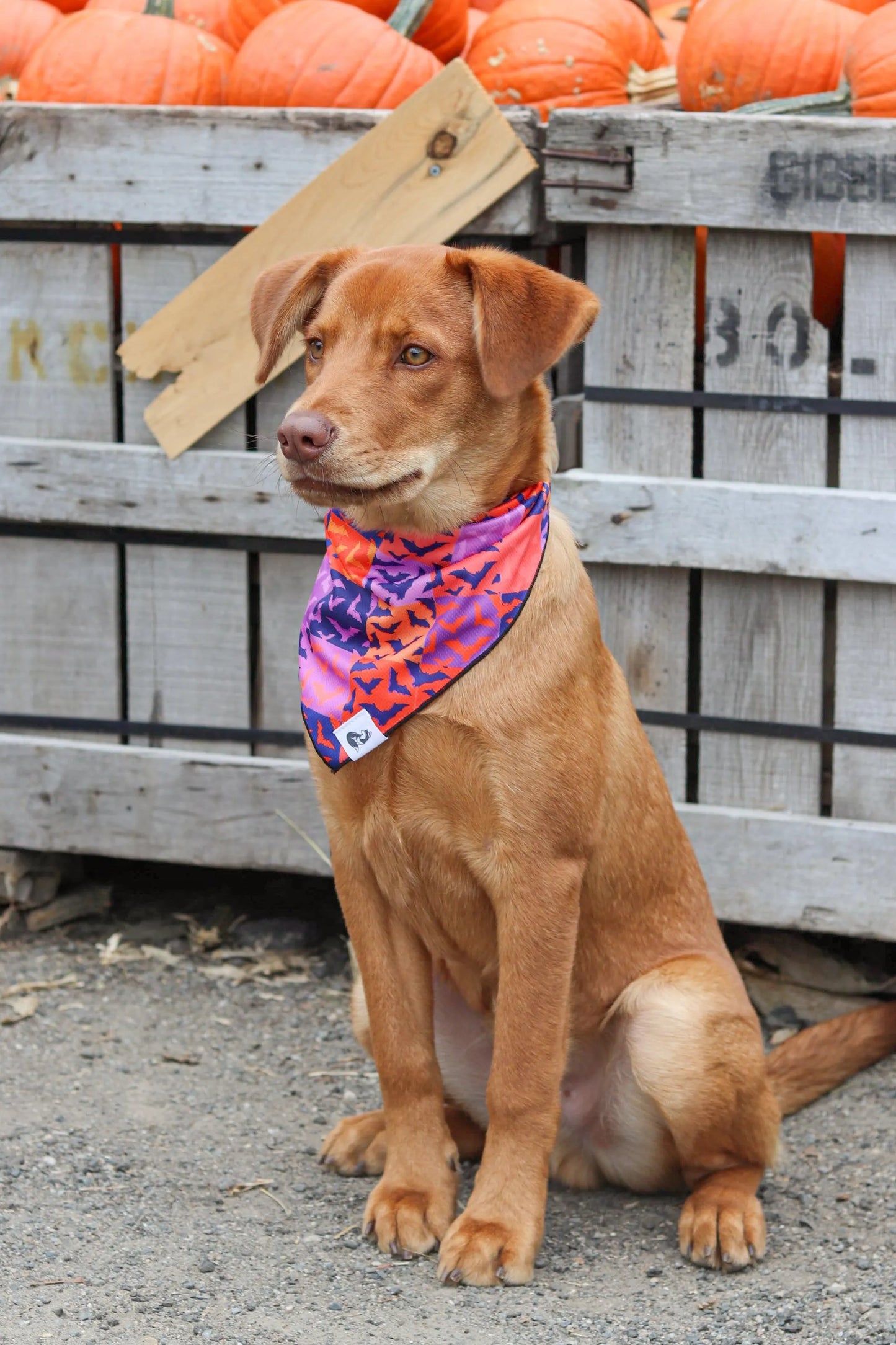 Spooky Bat Squares Dog Bandana - Your Pet Connection