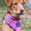 Aria the Fox Spooky Bat Dog Bandana