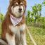 Cheers to Love Dog Bandana - Your Pet Connection