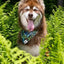 Aria the Fox Magical Fern Dog Bandana