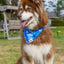 Aria the Fox K9 Kayak Bandana Small-Medium