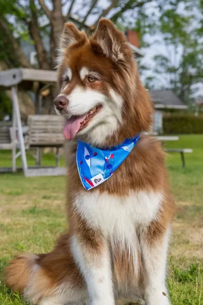 K9 Kayak Dog Bandana - Your Pet Connection