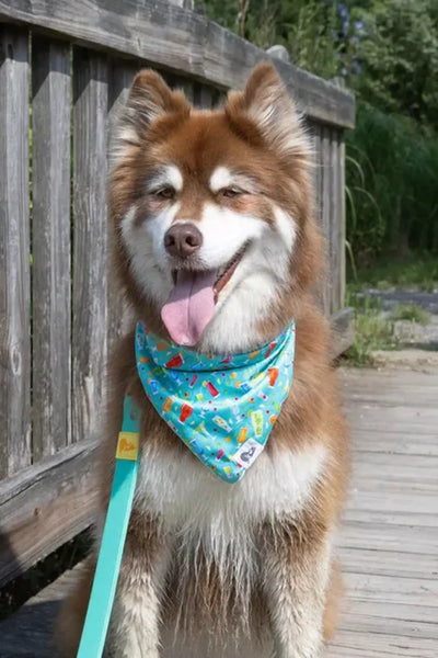 Seaside Sips Dog Bandana - Your Pet Connection