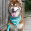 Seaside Sips Dog Bandana - Your Pet Connection