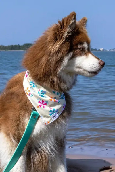 Sun & Shade Dog Bandana - Your Pet Connection