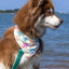 Sun & Shade Dog Bandana - Your Pet Connection
