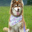 Aria the Fox Floral Dog Bandana Adjustable