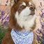 Aria the Fox Lavender Blooms Dog Bandana Medium
