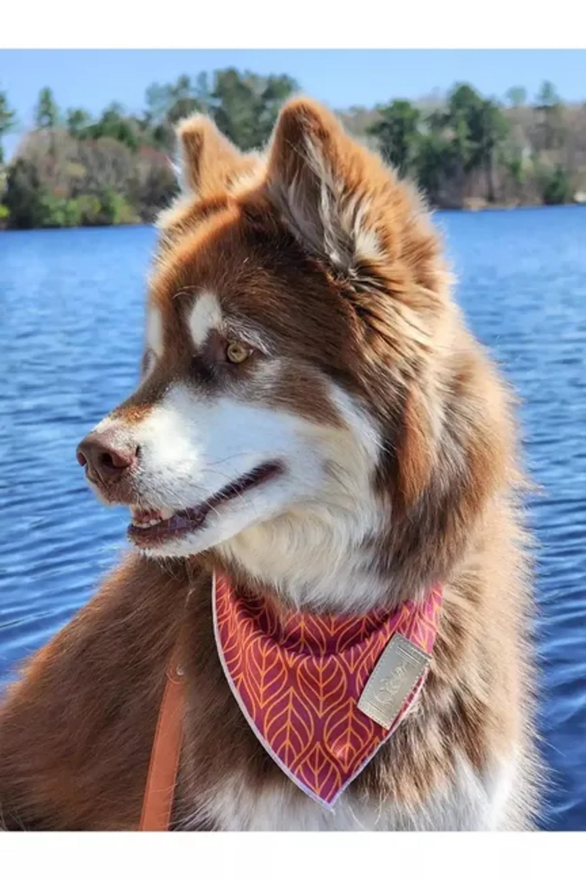 Twilight Trails Dog Bandana - Your Pet Connection