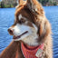Twilight Trails Dog Bandana - Your Pet Connection