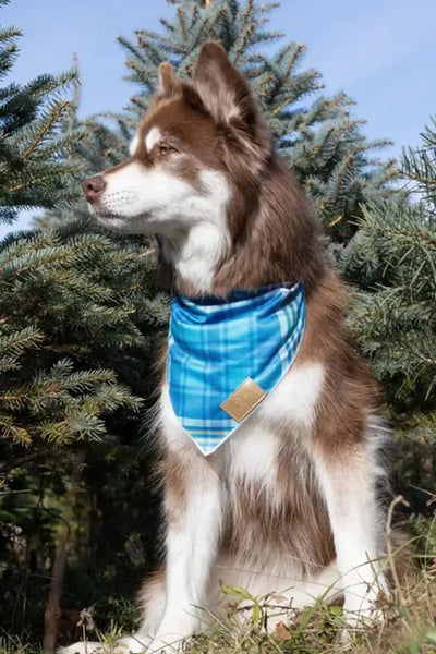 Blue Spruce Plaid Dog Bandana - Your Pet Connection
