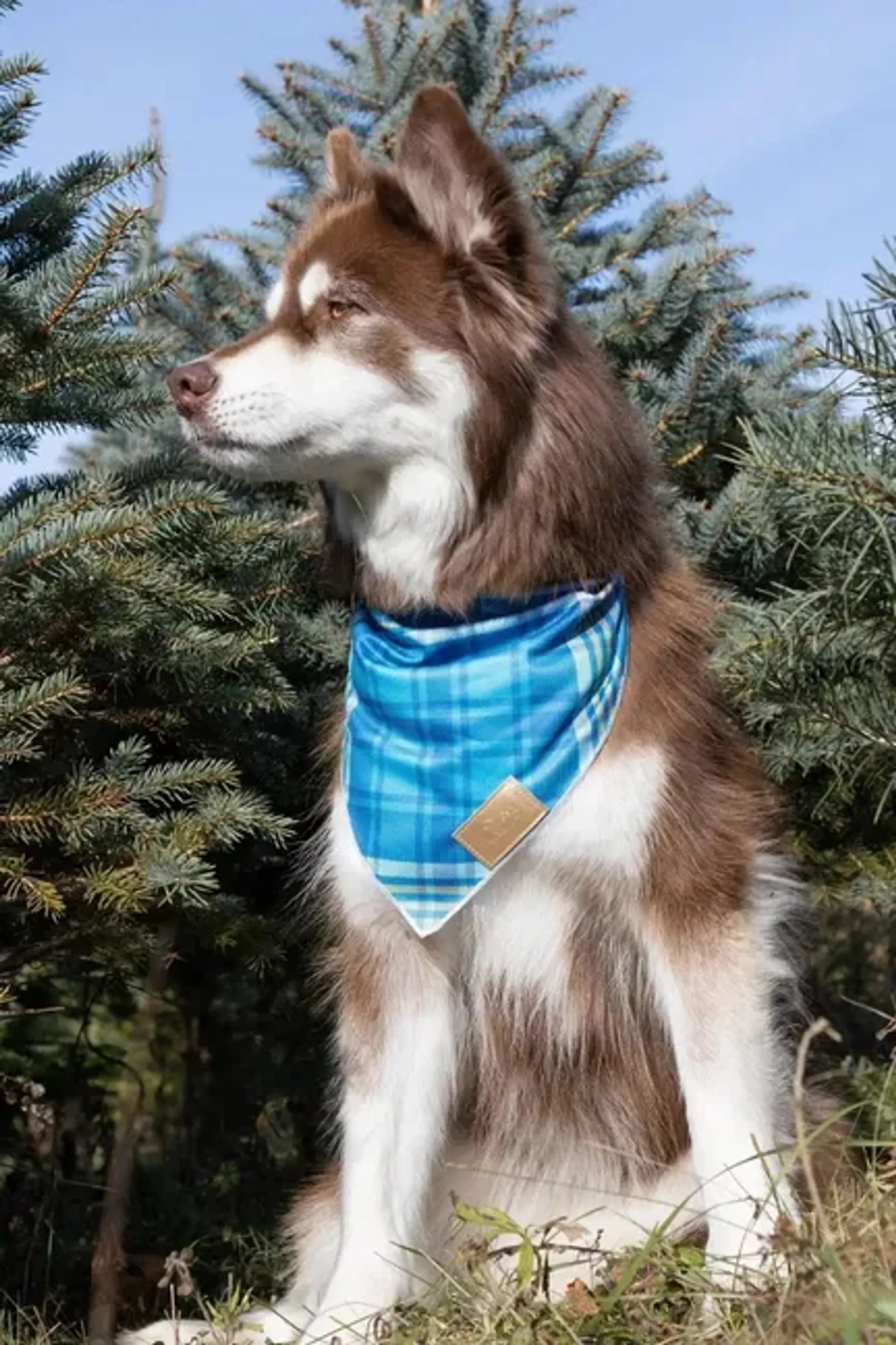 Blue Spruce Plaid Dog Bandana - Your Pet Connection