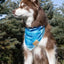Blue Spruce Plaid Dog Bandana - Your Pet Connection