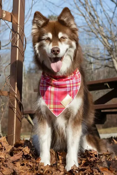 Wine Plaid Dog Bandana - Your Pet Connection