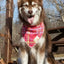 Aria the Fox Stylish Quick-Dry Dog Bandana
