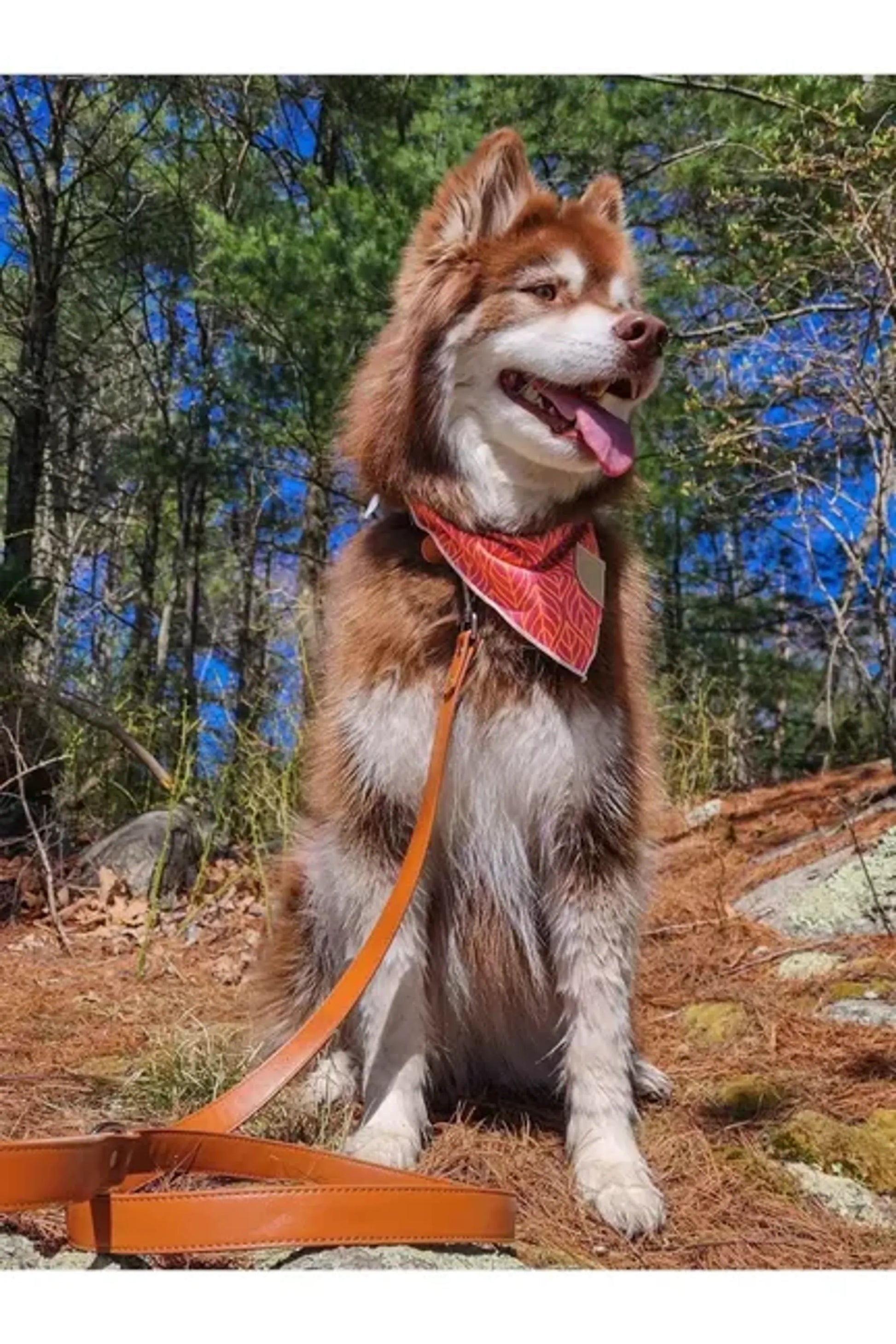 Twilight Trails Bandana - Your Pet Connection