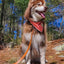 Aria the Fox Twilight Trails Dog Bandana