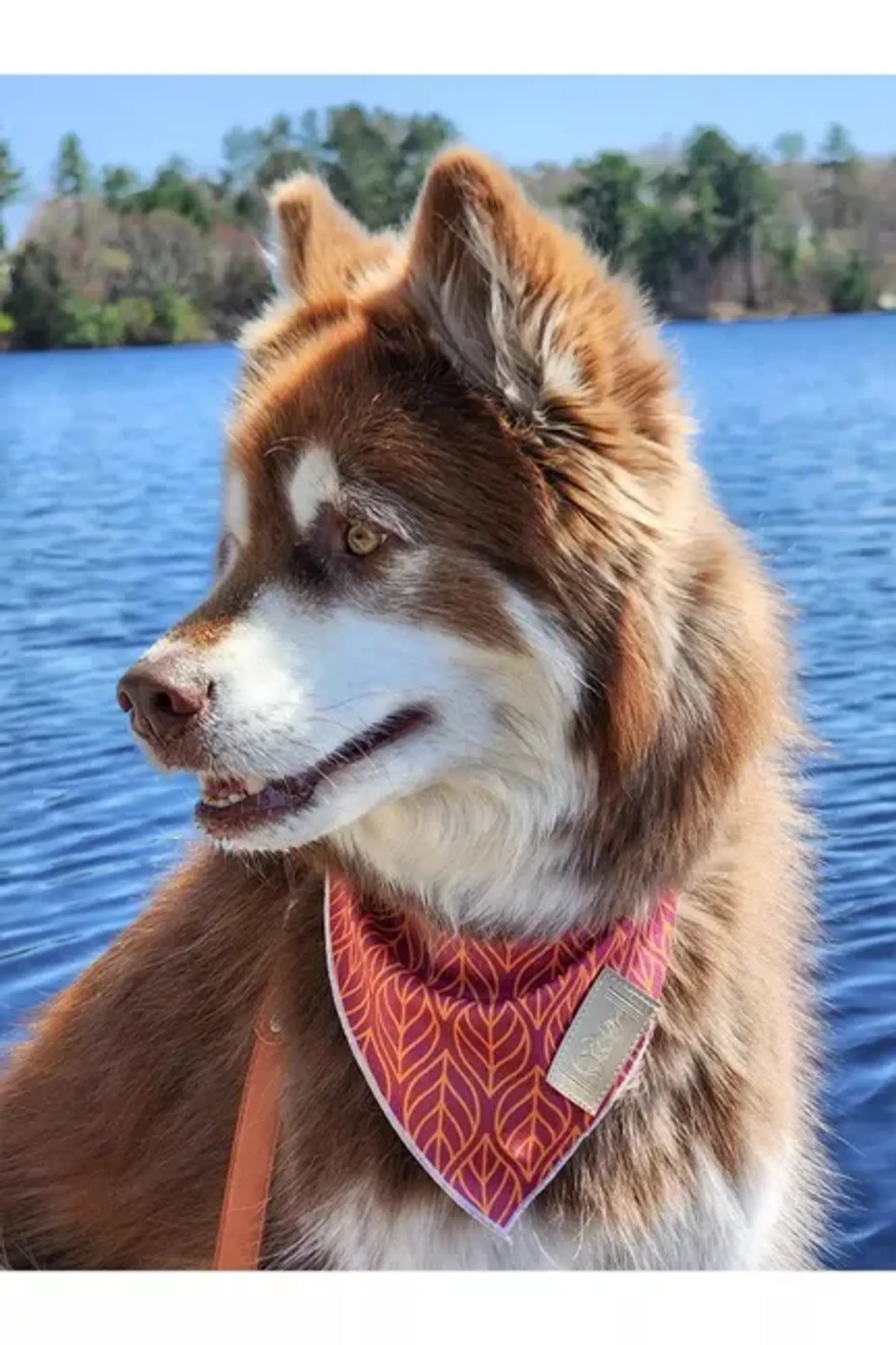 Twilight Trails Bandana - Your Pet Connection
