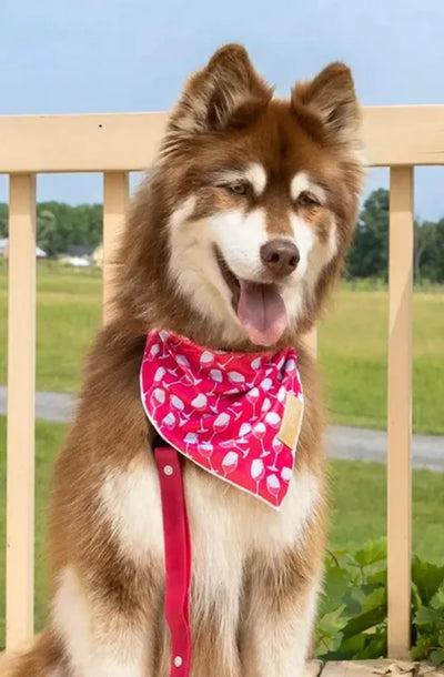 Red Mountain Syrah Dog Bandana - Your Pet Connection