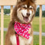 Red Mountain Syrah Dog Bandana - Your Pet Connection