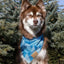 Siberian Spruce Dog Bandana - Your Pet Connection