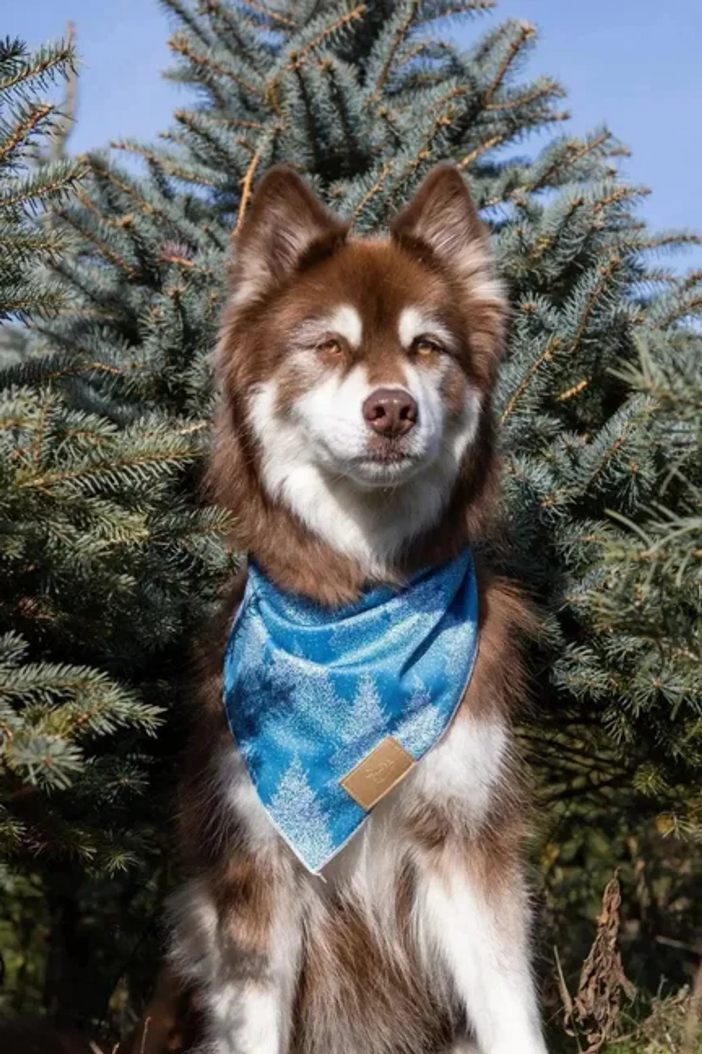 Aria the Fox Stylish Quick-Dry Dog Bandana