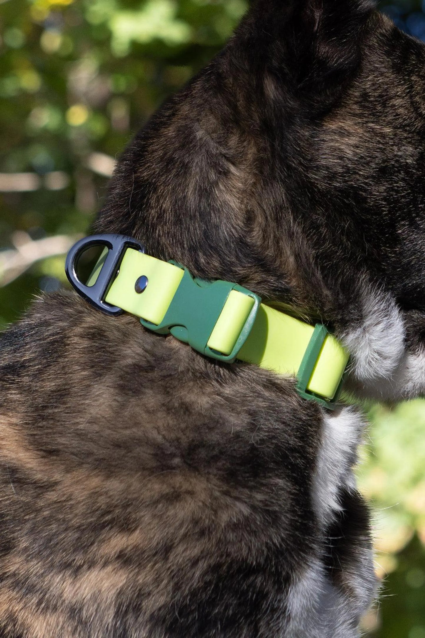 Aria the Fox Mossy Pine Waterproof Dog Collar