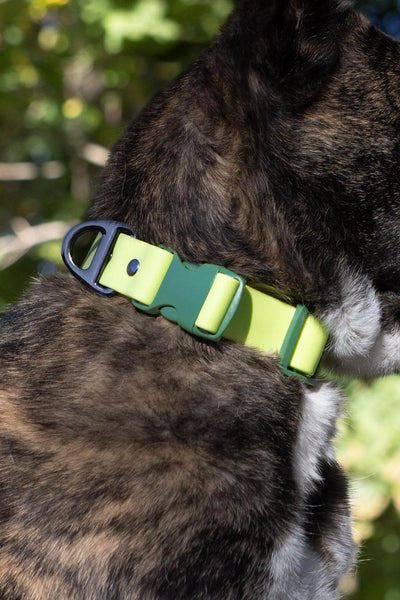 Aria the Fox Mossy Pine Waterproof Dog Collar