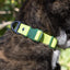 Aria the Fox Mossy Pine Waterproof Dog Collar