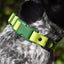 Aria the Fox Mossy Pine Waterproof Dog Collar