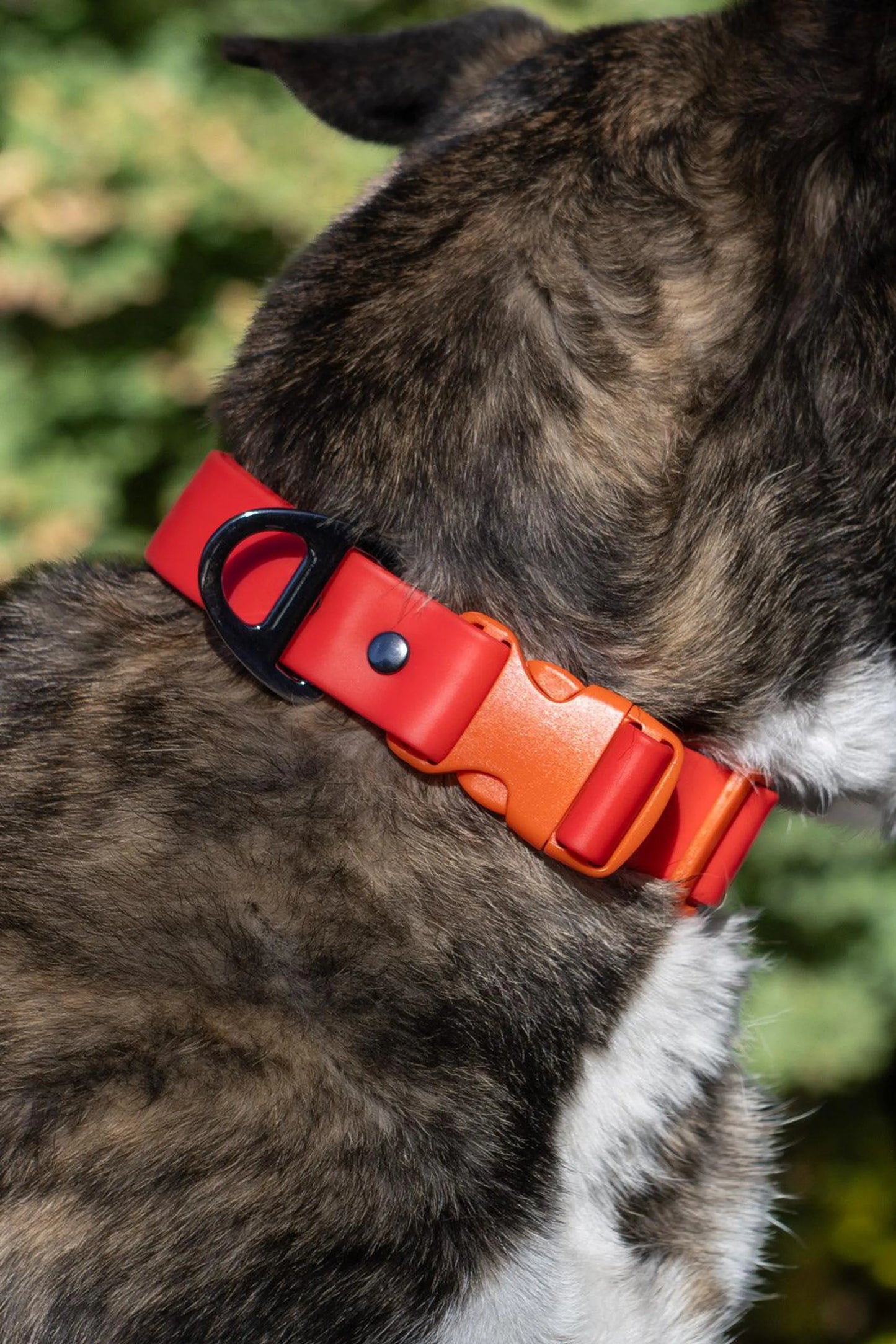 Aria the Fox Scarlet Waterproof Adventure Dog Collar