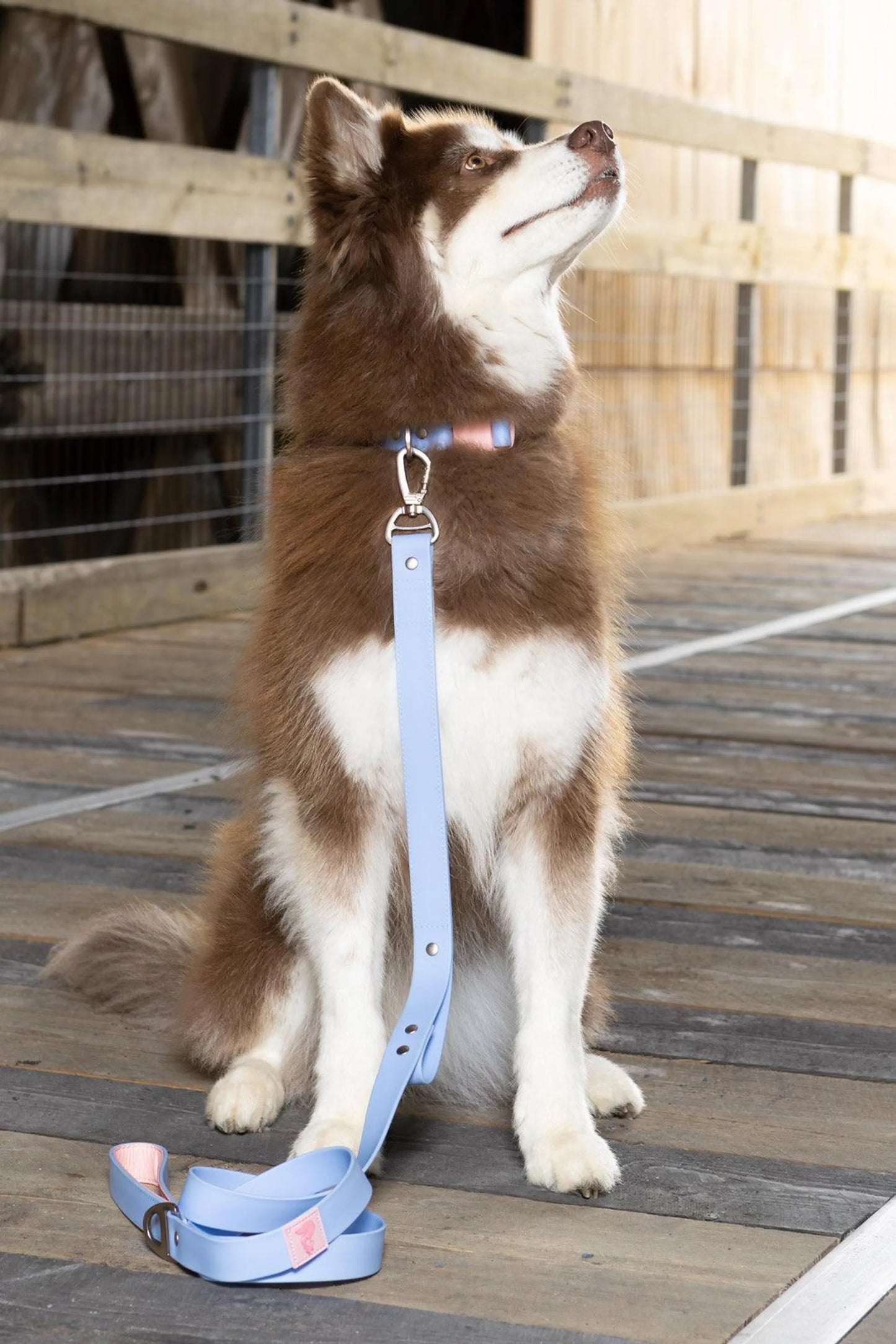 Aria the Fox Blue Sky Orchid Dog Collar