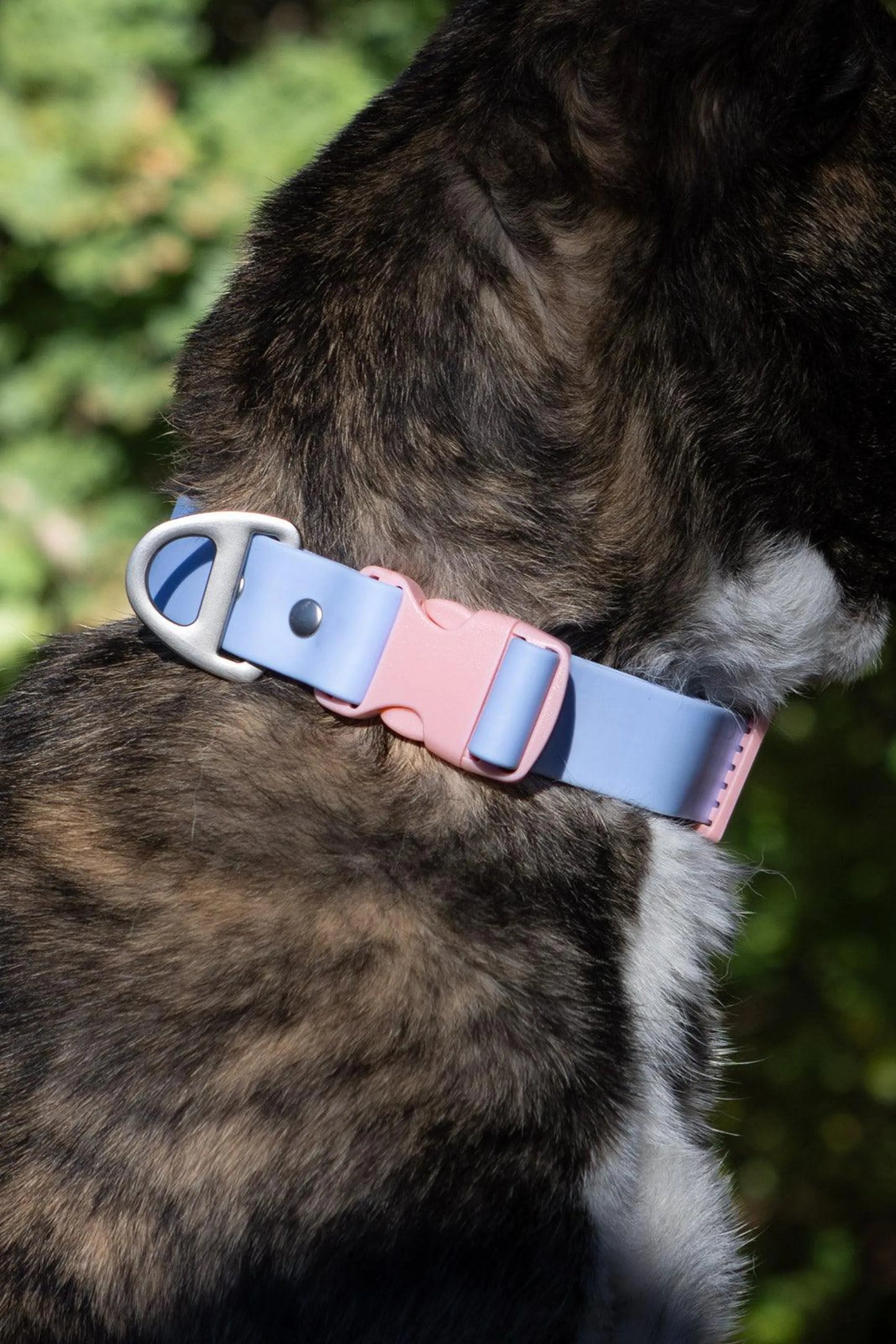 Aria the Fox Blue Sky Orchid Dog Collar