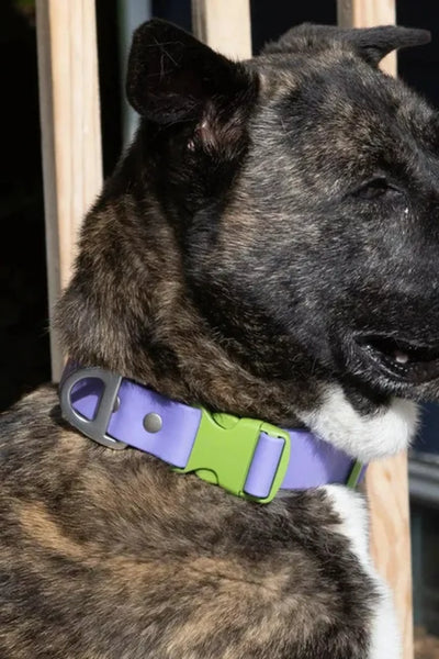Lavender Garden Waterproof Dog Collar - Your Pet Connection