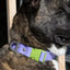 Lavender Garden Waterproof Dog Collar - Your Pet Connection