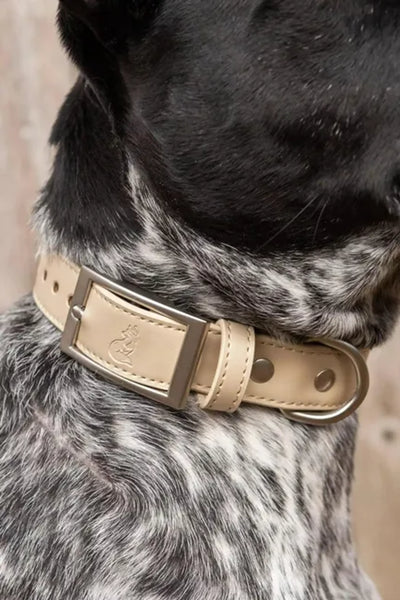 Champagne Fizz Vegan Leather Dog Collar - Your Pet Connection
