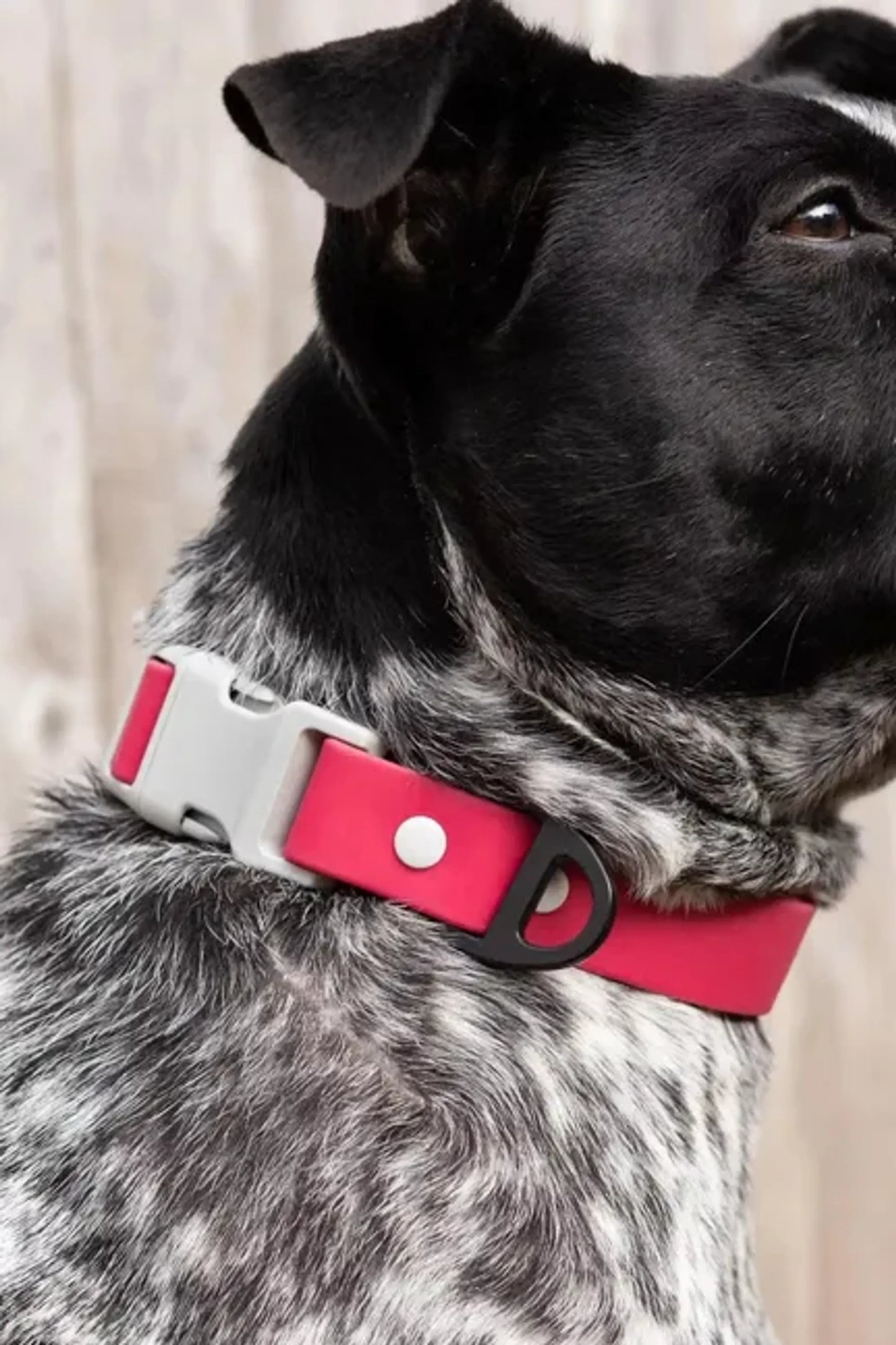 Aria the Fox Red Mountain Syrah Dog Collar