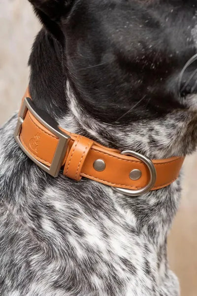 Sierra Sunrise Vegan Leather Dog Collar - Your Pet Connection
