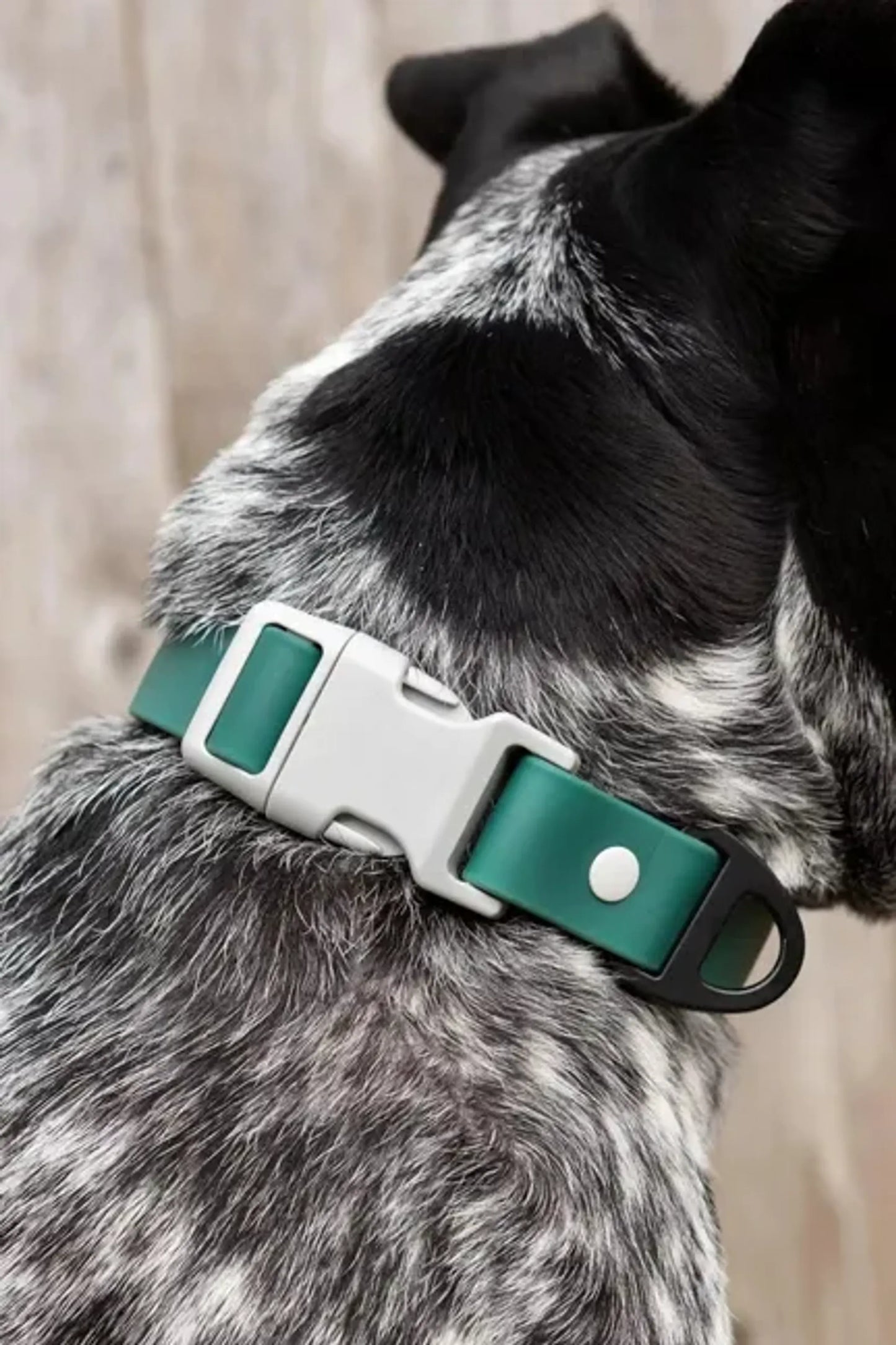 Aria the Fox Adventurer Dog Collar Medium