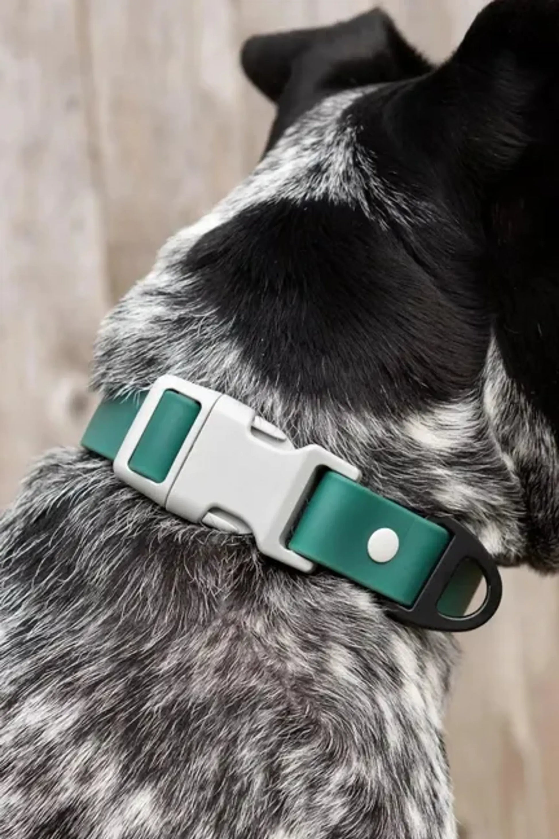 Siberian Spruce Waterproof Dog Collar - Your Pet Connection