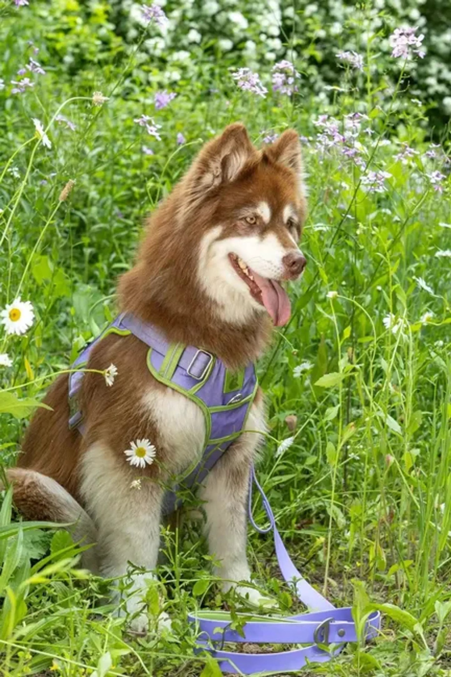 Lavender Garden Ultimate Dog Harness - Your Pet Connection