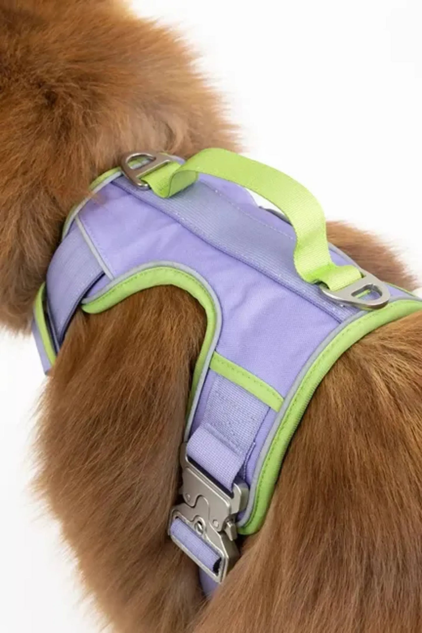 Aria the Fox Lavender Garden Dog Harness