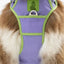 Lavender Garden Ultimate Dog Harness - Your Pet Connection