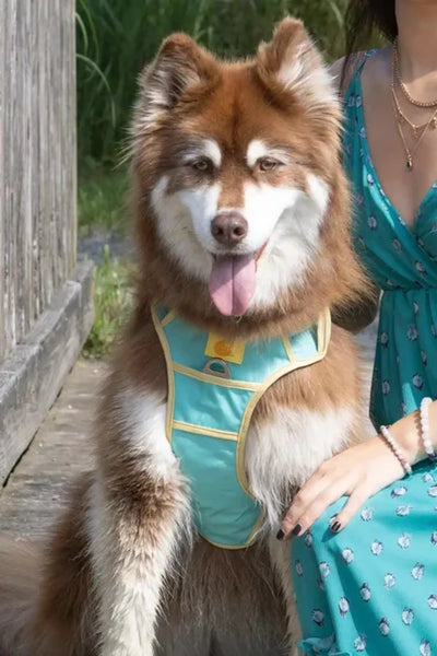 Island Vibes Ultimate Dog Harness - Your Pet Connection
