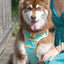 Island Vibes Ultimate Dog Harness - Your Pet Connection