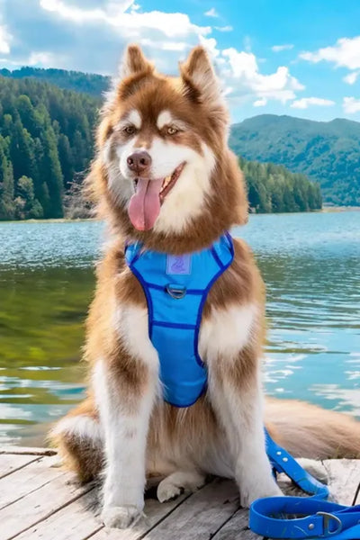 Dockside Adventures Ultimate Harness - Your Pet Connection