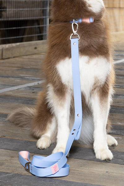 Aria the Fox Blue Sky Orchid Dog Leash 4ft