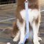 Aria the Fox Blue Sky Orchid Dog Leash 4ft