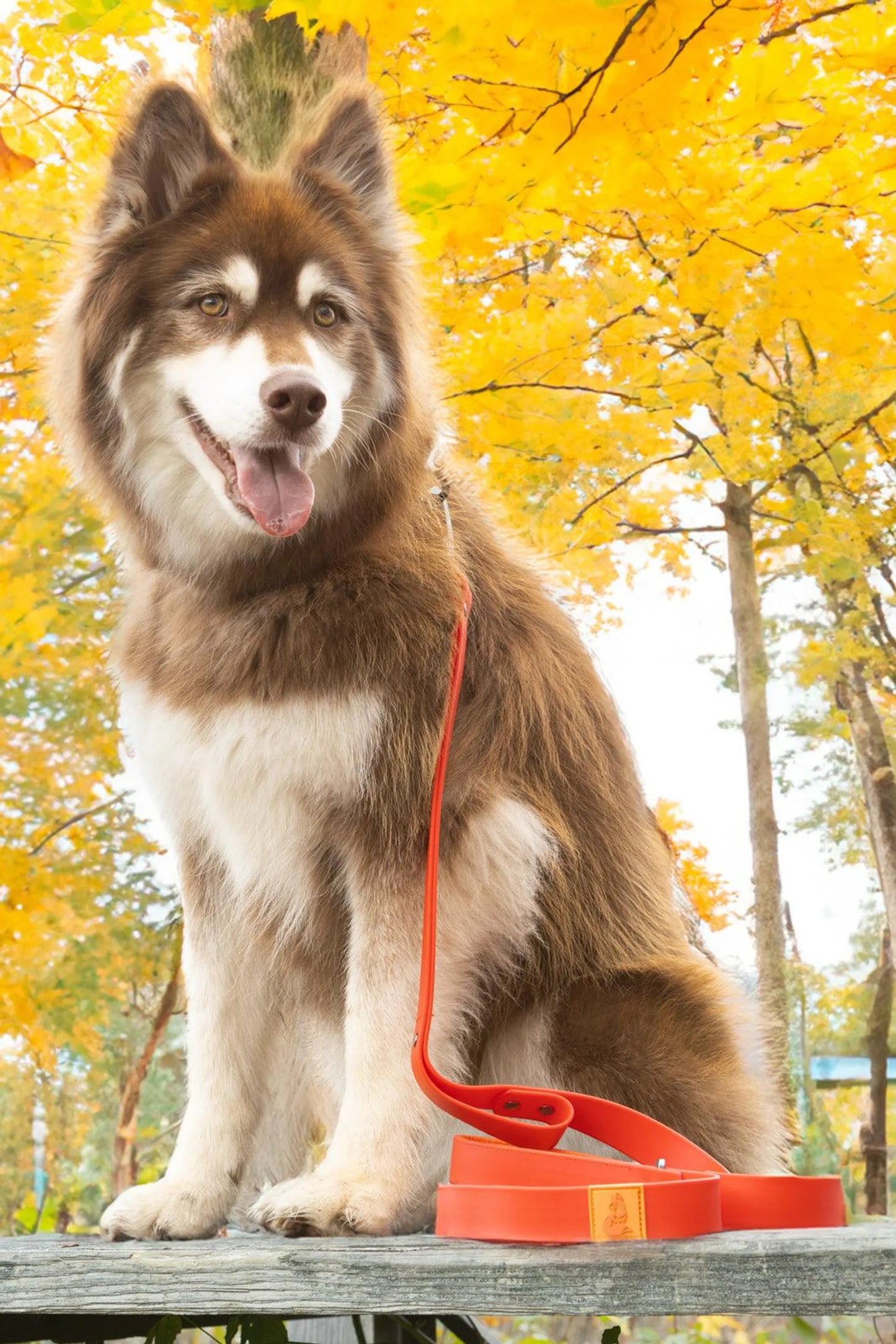 Scarlet Peaks Waterproof Leash - Your Pet Connection