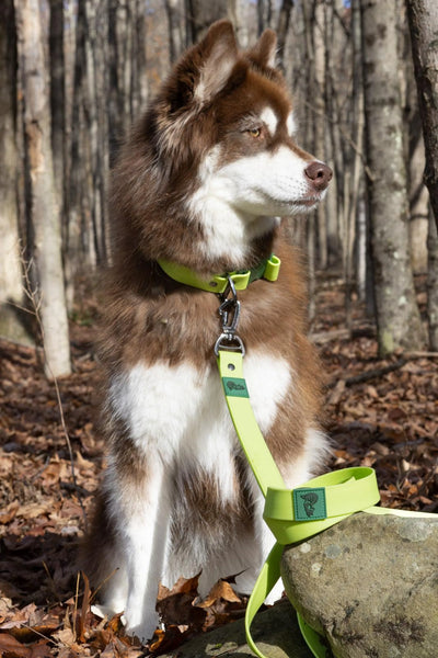 Mossy Pine Waterproof Leash - Your Pet Connection